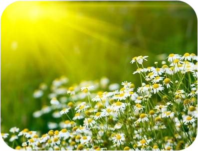 G&auml;nsebl&uuml;mchen im Sonnenlicht